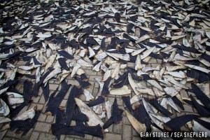 By Gary Stokes, Sea Shepherd