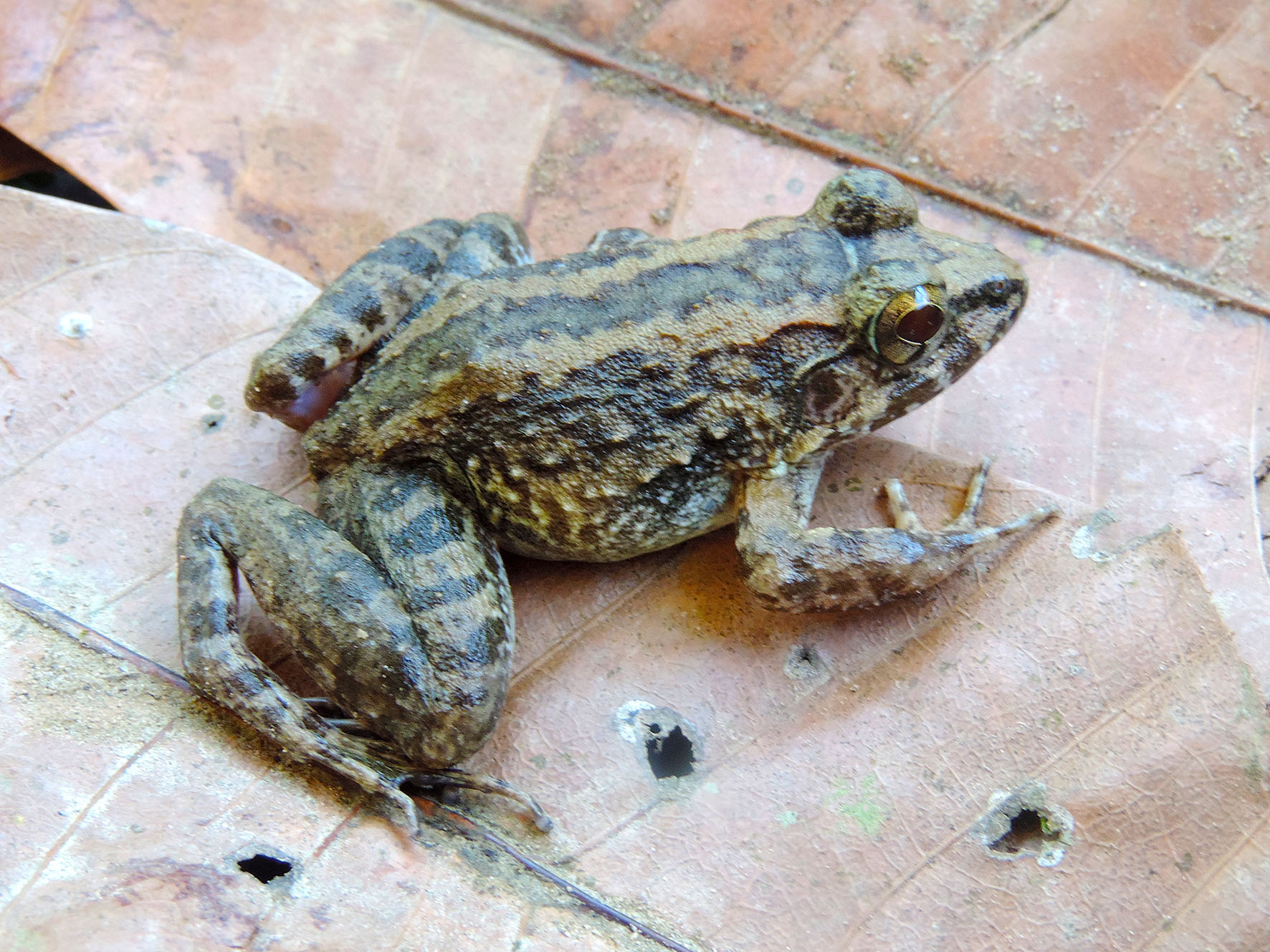 Unique Frog Found in N. Sulawesi's Nantu Forest | Rethinking